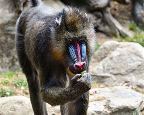 Mandrill Magic: The Intricate Dance of Illusion and Reality